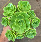 Aeonium Lily Pad