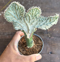 Euphorbia cristata