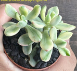 Sedum 'Jelly Bean Mickey' variegata