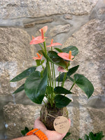 KOKEDAMA - Anthurium Pink