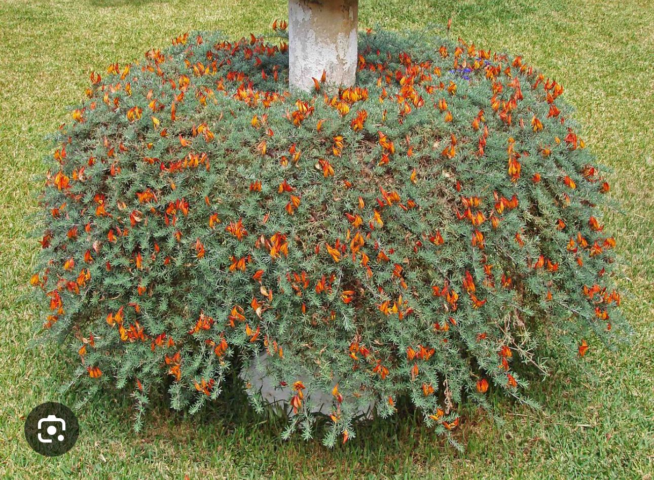 Lothus bertholotii