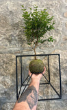KOKEDAMA - Jabuticaba Sabará - (Myrciaria jaboticaba (Vell.) O. Berg)