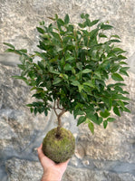 KOKEDAMA - Jabuticaba Sabará - (Myrciaria jaboticaba (Vell.) O. Berg)
