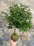 KOKEDAMA - Jabuticaba Sabará - (Myrciaria jaboticaba (Vell.) O. Berg)