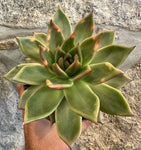 Echeveria Agavoides Antares