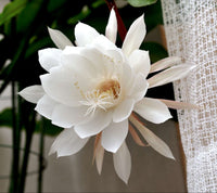 Epiphyllum oxypetalum - Dama da noite