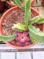 Stapelia Bergeriana