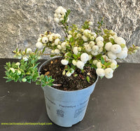 Pernettya Mucronata vaso 10 cm - Branca