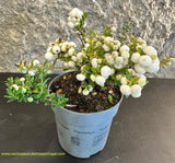 Pernettya Mucronata vaso 10 cm - Branca