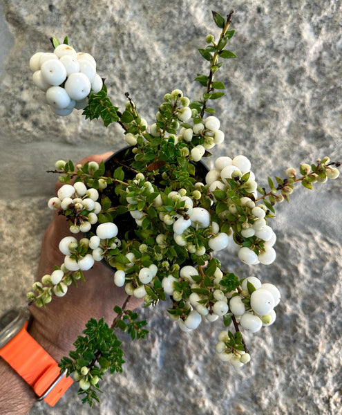 Pernettya Mucronata vaso 10 cm - Branca