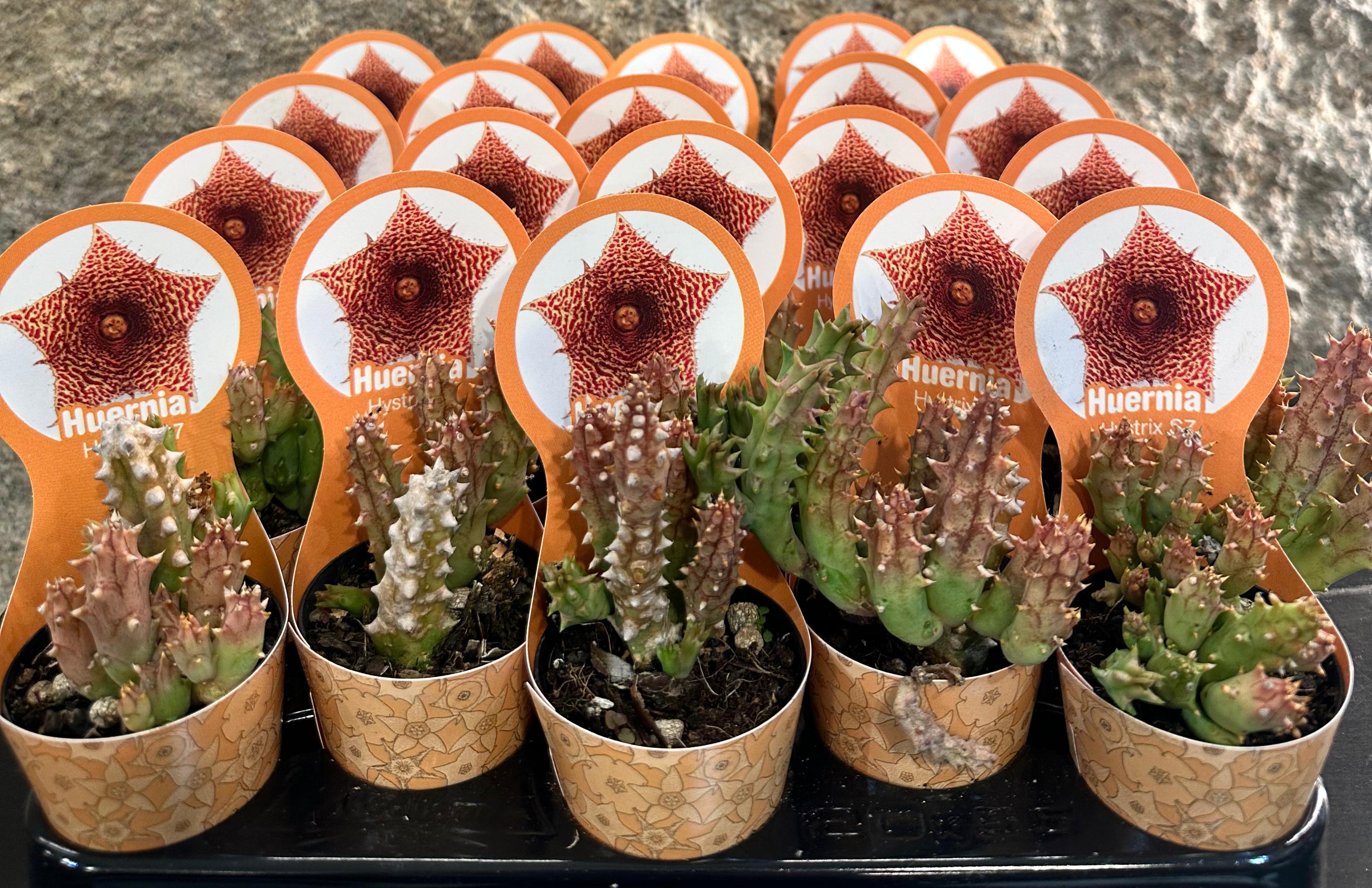 Huernia Hystrix 