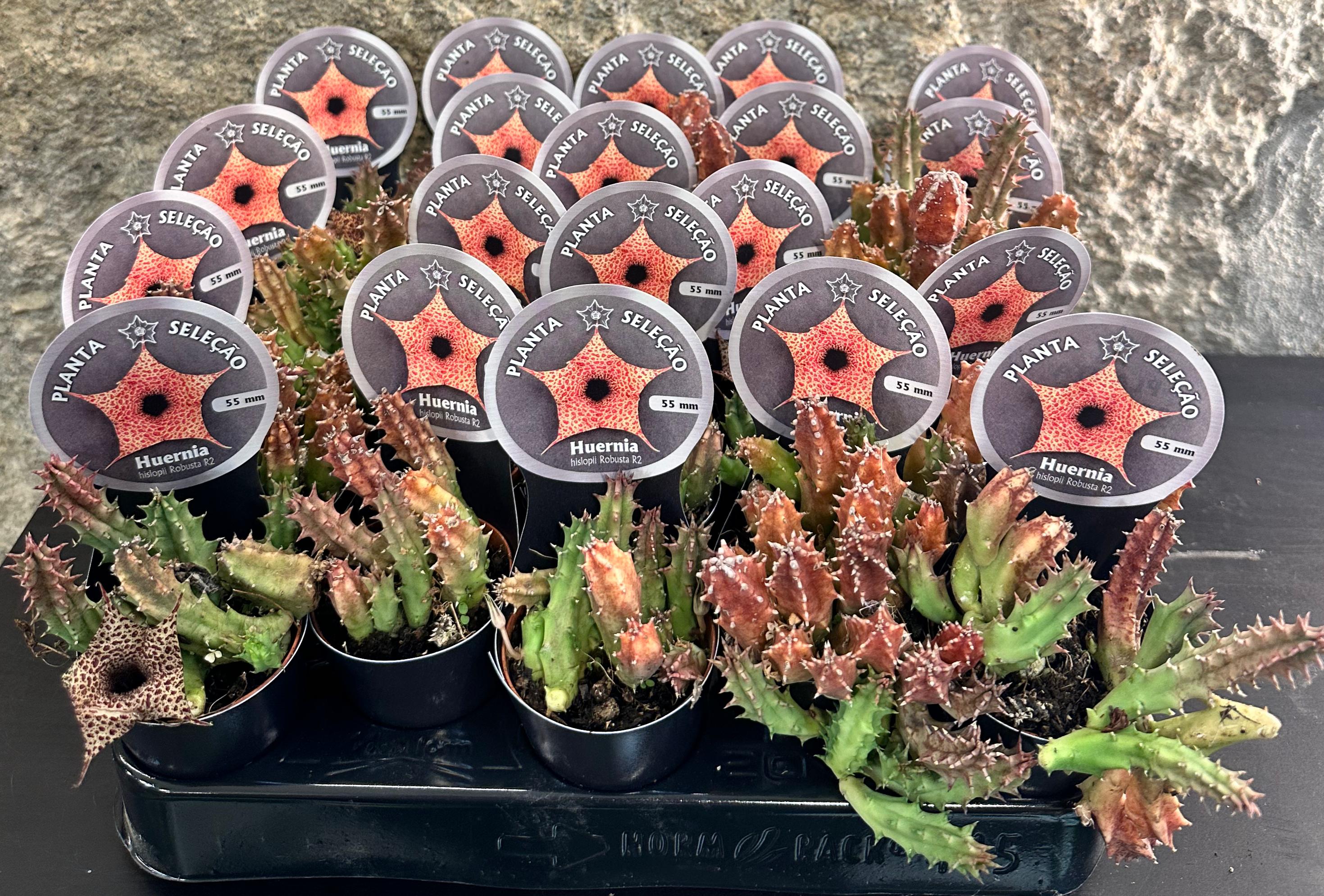 Huernia Hislopii Robusta 