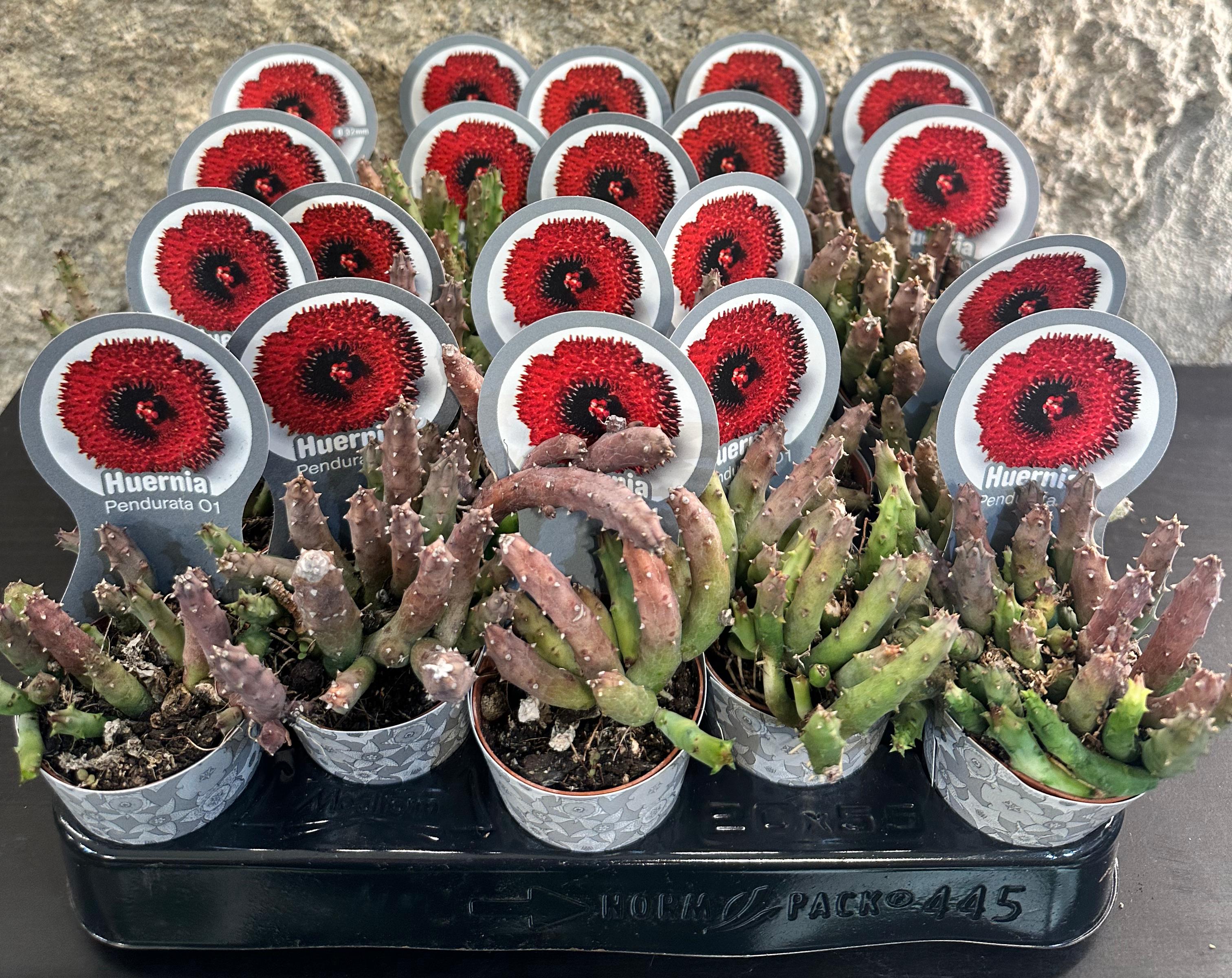 Huernia Pendurata