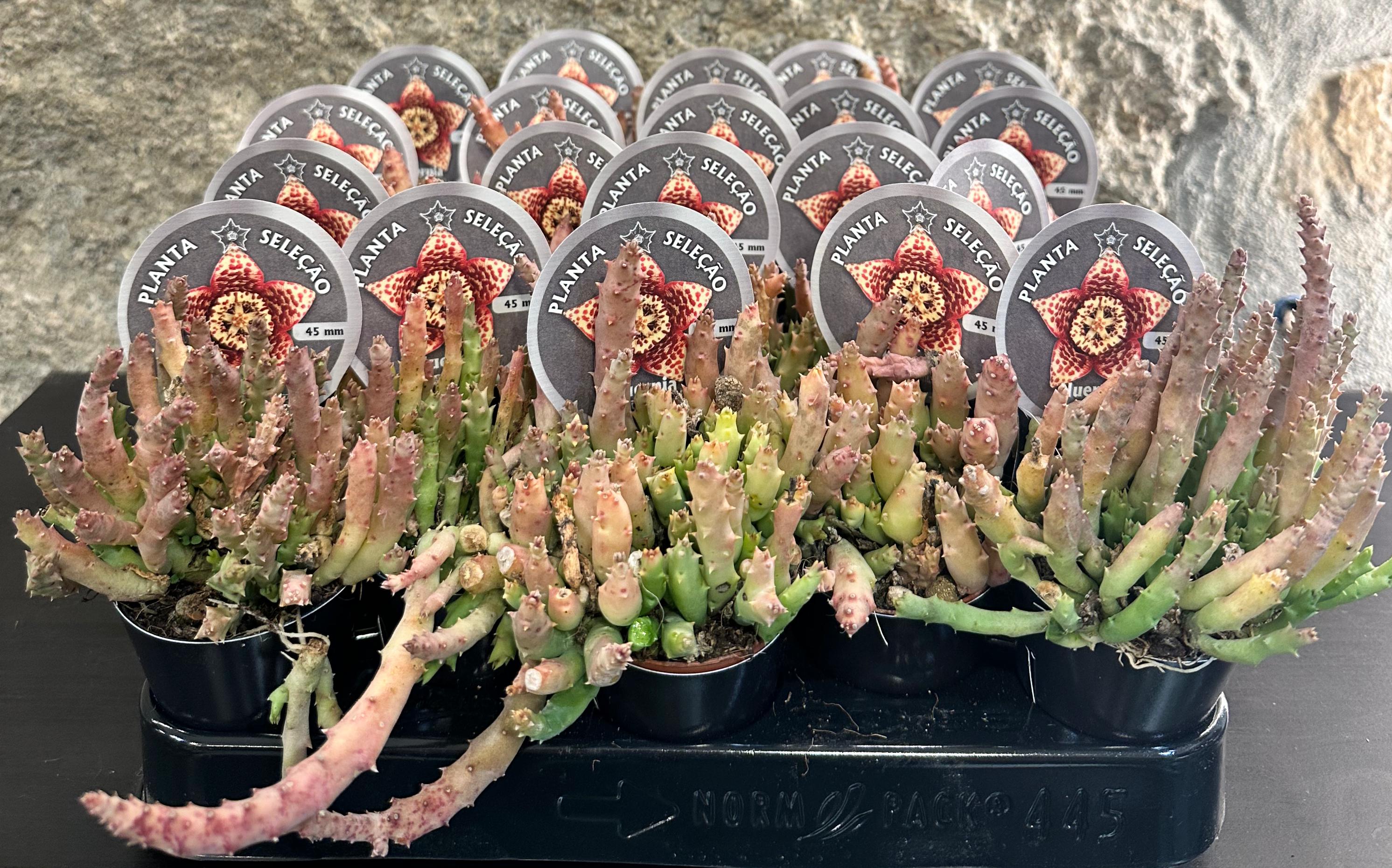 Huernia Variegata Minima
