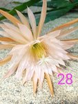 Epiphyllum - Cacto orquídea