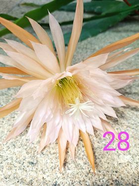Epiphyllum - Cacto orquídea