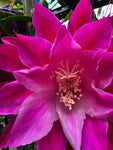 Epiphyllum - Cacto orquidea