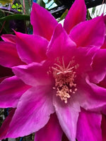 Epiphyllum - Cacto orquidea