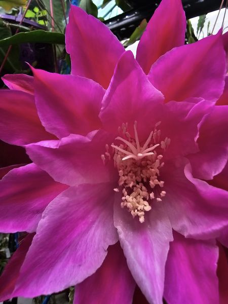 Epiphyllum - Cacto orquidea