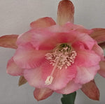 Epiphyllum - Cacto orquídea