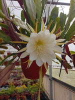 Epiphyllum - Cacto orquídea