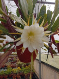Epiphyllum - Cacto orquídea