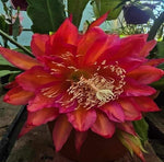 Epiphyllum - Cacto orquidea