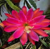 Epiphyllum - Cacto orquidea