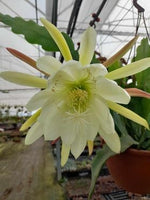 Epiphyllum - Cacto orquidea