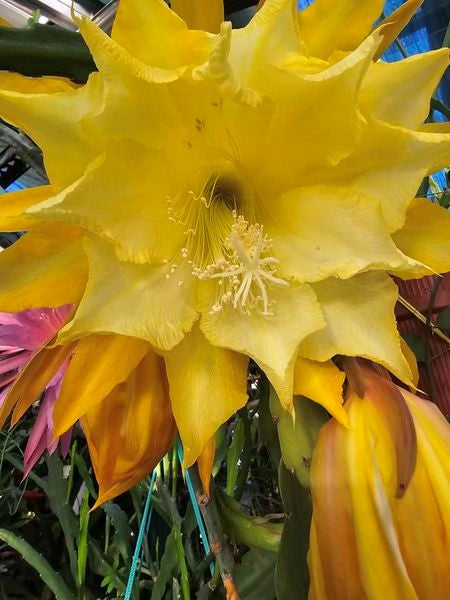 Epiphyllum - Cacto orquidea