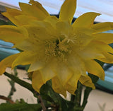 Epiphyllum - Cacto orquidea