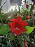 Epiphyllum - Cacto orquidea