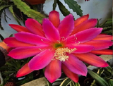 Epiphyllum - Cacto orquídea