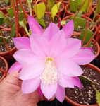 Epiphyllum - Cacto orquídea