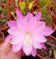 Epiphyllum - Cacto orquídea