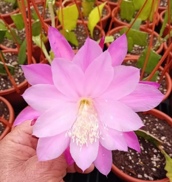 Epiphyllum - Cacto orquídea