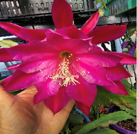 Epiphyllum - Cacto orquidea