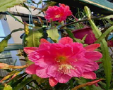 Epiphyllum - Cacto orquidea