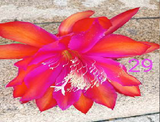 Epiphyllum - Cacto orquídea
