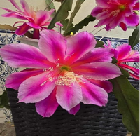 Epiphyllum - Cacto orquidea