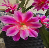 Epiphyllum - Cacto orquidea