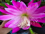 Epiphyllum - Cacto orquidea