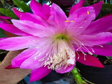 Epiphyllum - Cacto orquidea