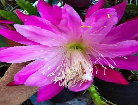 Epiphyllum - Cacto orquidea