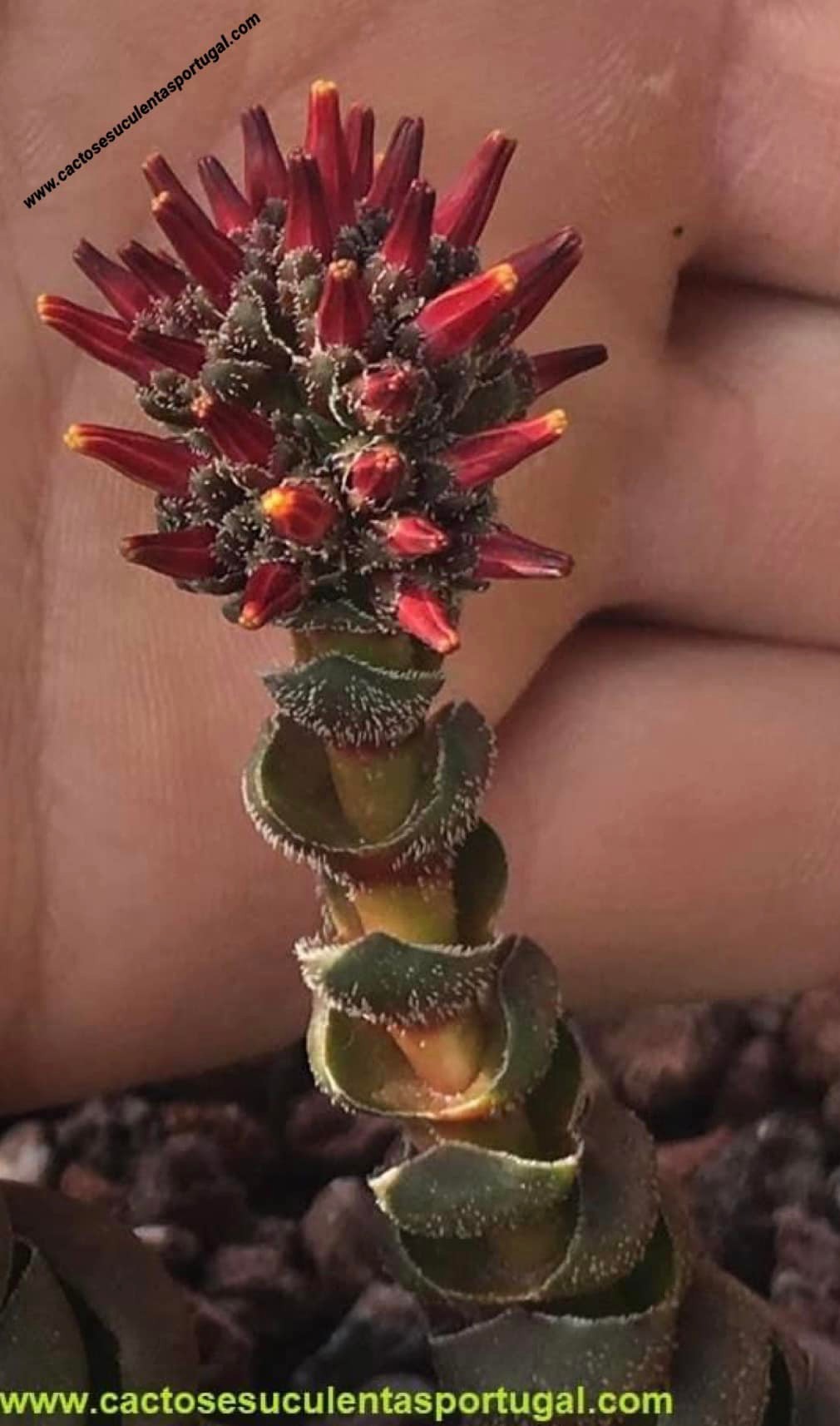 Crassula columnaris ssp. prolifera