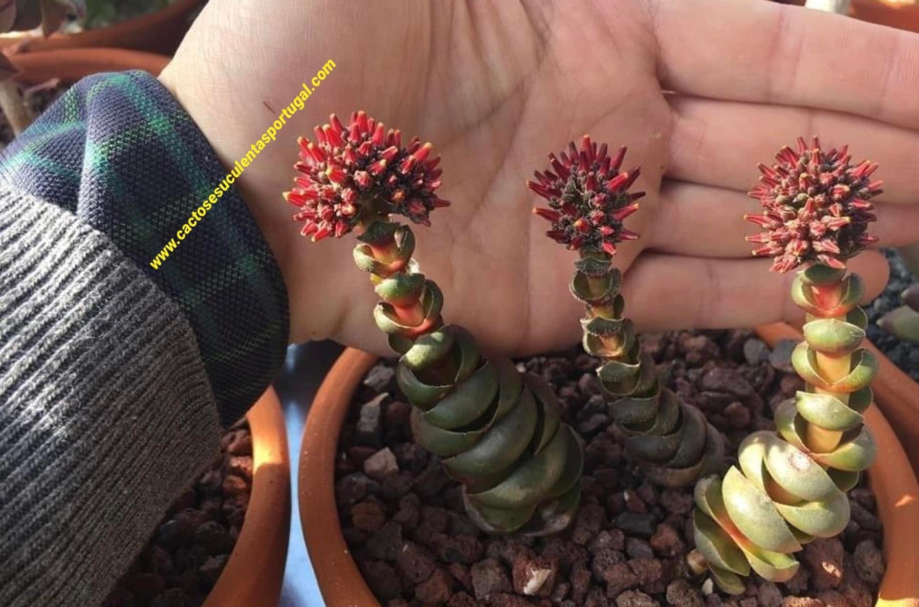 Crassula columnaris ssp. prolifera