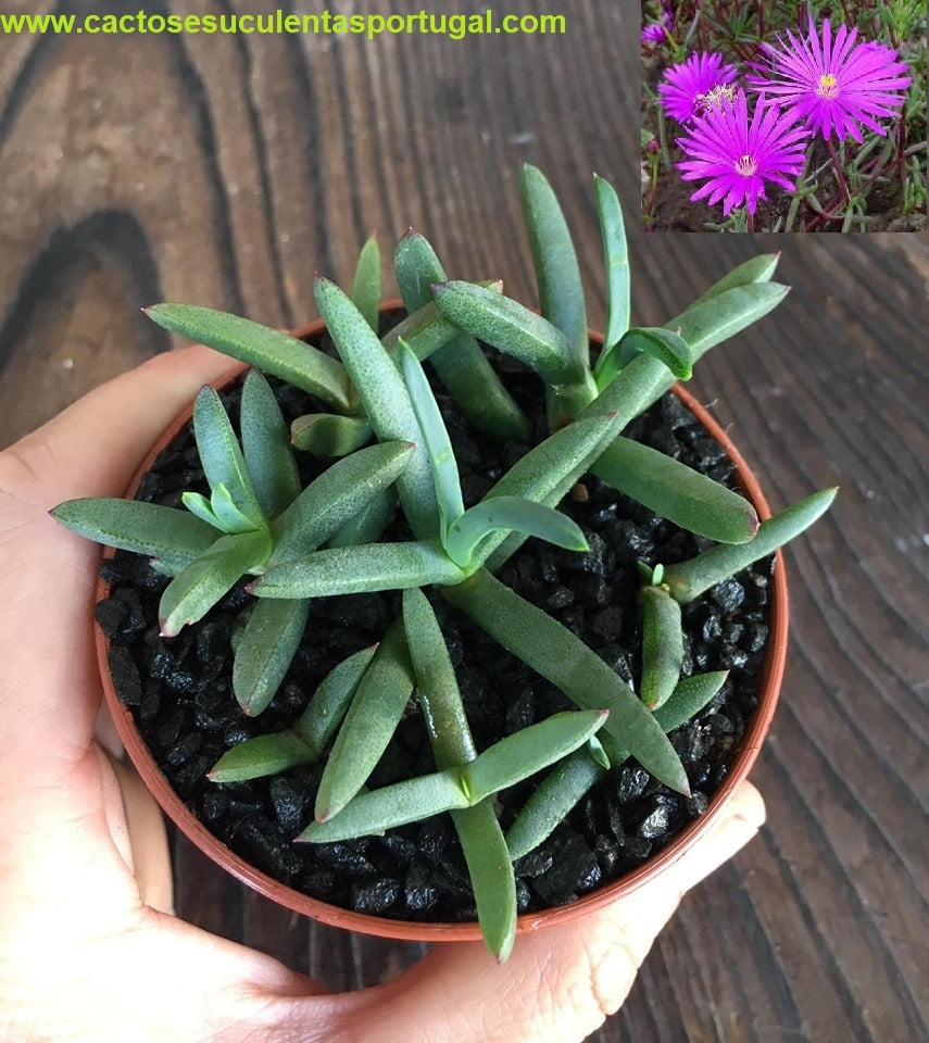 Lampranthus roseus 