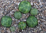 Crassula columnaris ssp. prolifera