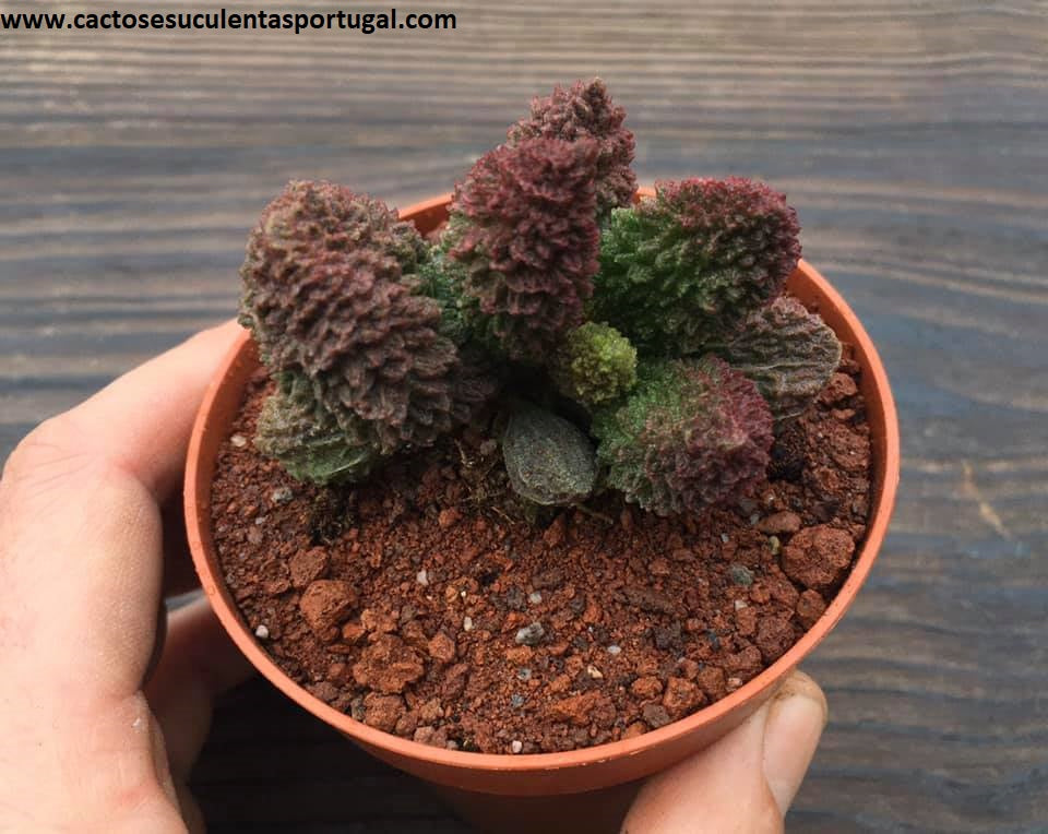 Adromischus marianiae herrei “Red Coral”