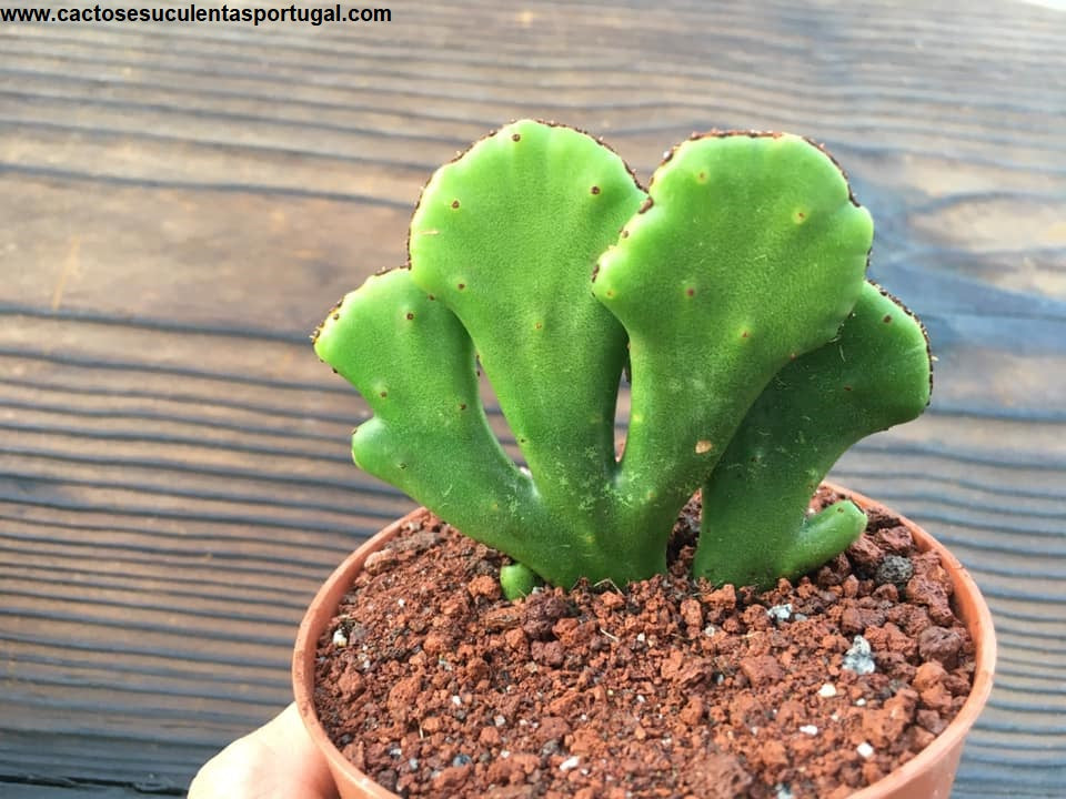 Euphorbia alluaudi cristata, EINZIGARTIG